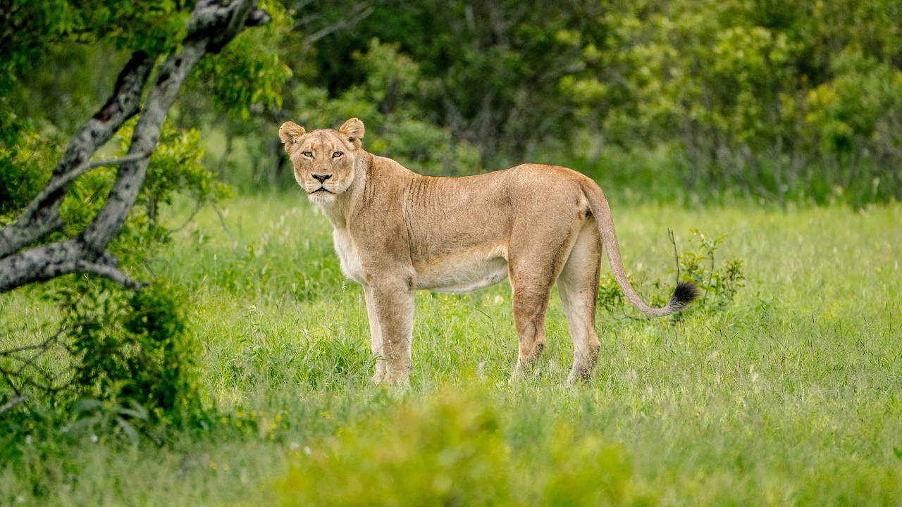 South Africa's Most Underrated Safari Destination (No One Comes Here)