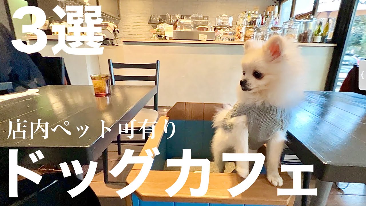 【都内おすすめドッグカフェ3選Part②】予約無しで入れるお店有り【店内ペット同伴可有り】
