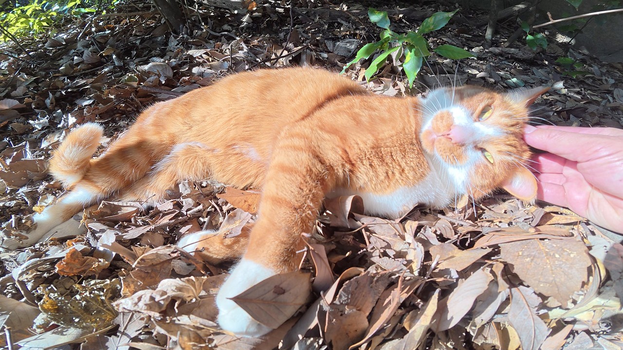 Кошка отдыхающая на куче опавших листьев зовет людей после бодрого мяуканья