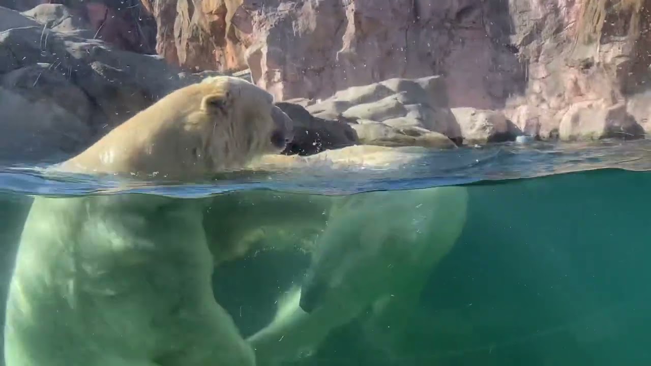 八木山動物公園　ホッキョクグマ　カイ　ポーラ　＃白い恋人たち