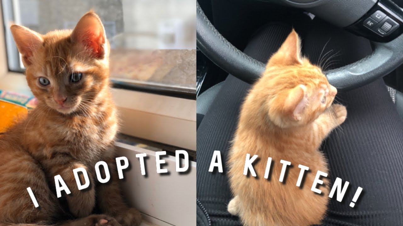 I ADOPTED A KITTEN! | NEW CAT MOM