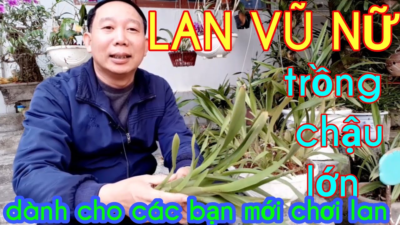 LAN VŨ NỮ - TRỒNG CHẬU TO (chỉ d&agrave;nh cho người mới chơi lan)