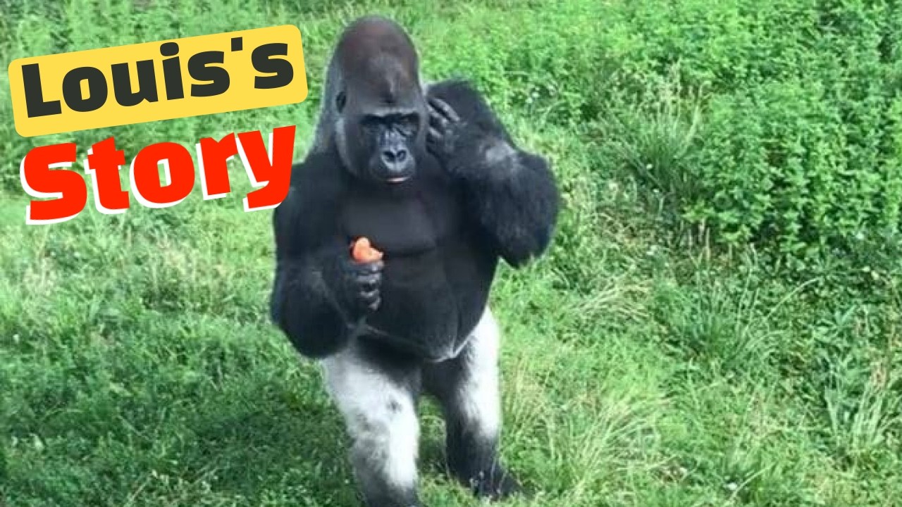 Louis the Upright Walker: A Unique and Charming Gorilla