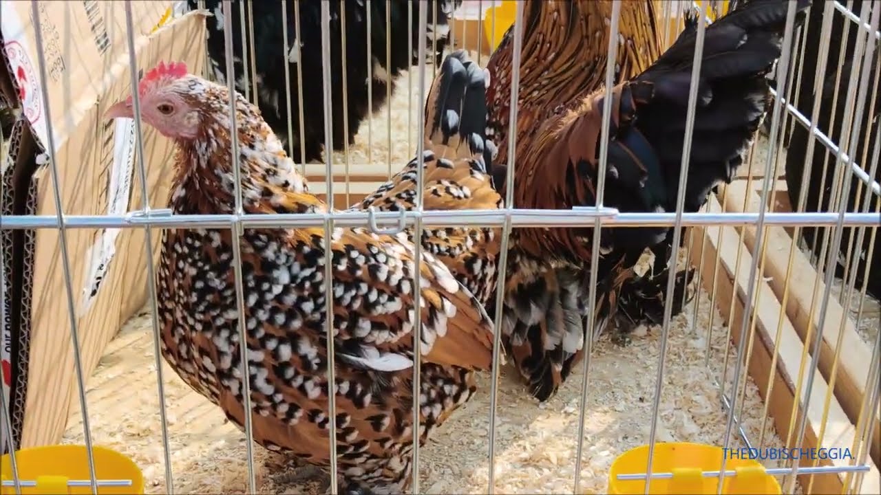 MULTIRAZZE DI GALLI E GALLINE IN MOSTRA ALLA FIERA DI SANT ALBANO STURA (CN) DOM. 8 - 3 - 2026.