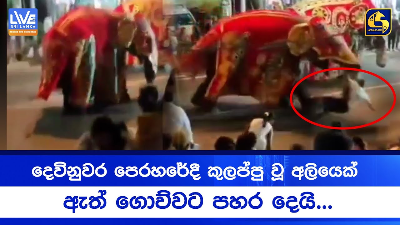 දෙවිනුවර පෙරහරේදී කුලප්පු වූ අලියෙක් ඇත් ගොව්වට පහර දෙයි...