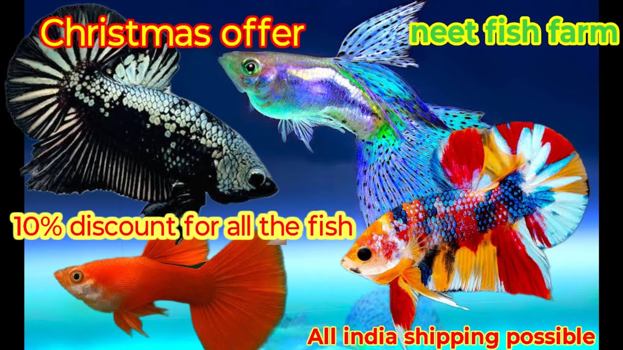 Neet fish farm /Christmas offer / 10%discount for all the fish / delivery available 