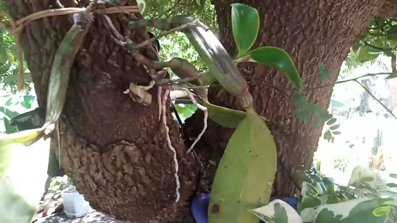 Tour nas minhas plantas de sombra embaixo do pé de tamarindo 🌱