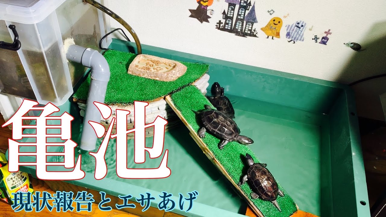 【アクアリウム】亀の池のカメが可愛いすぎる