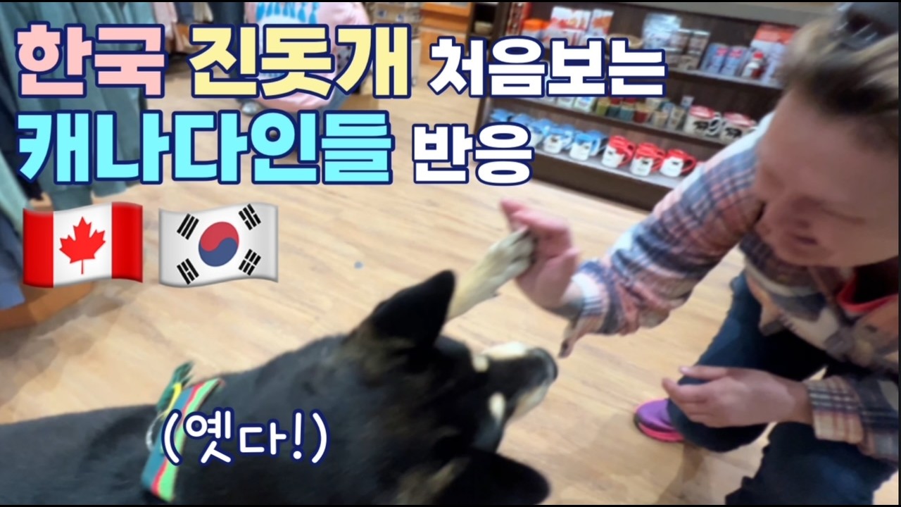 [ 🇨🇦 캐나다 로드트립 EP 2.] 밴프에서 진돗개를 처음 본 캐나다인들 🇨🇦🐕 | 반응이 정말 대박이에요!