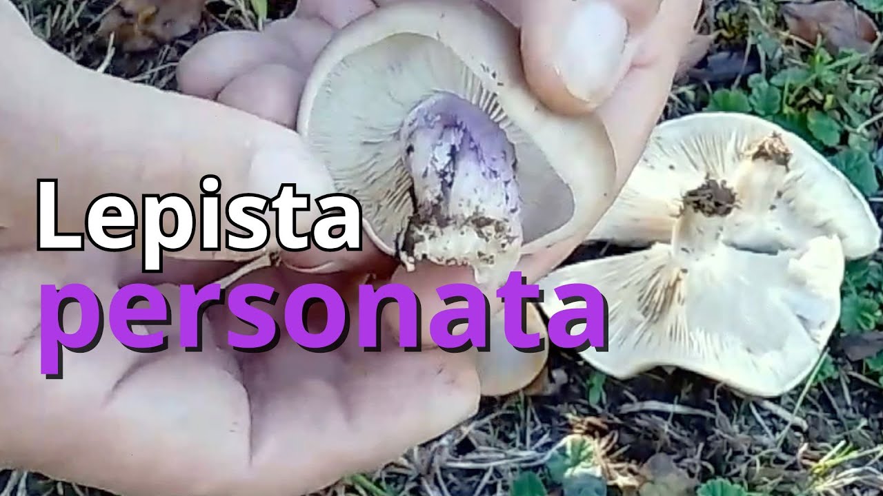 Lepista personata / PIE VIOLETA - Deliciosa en cocina