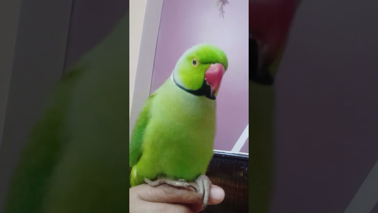 Bhaar janee ke liyee khee rha h 😅👀✨ #birds #talkingparot #nonstoptalkingparrot #funnyanimal #funny 