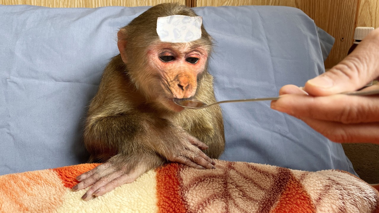What happened to the poor monkey? Max has a high fever 😒😒😒