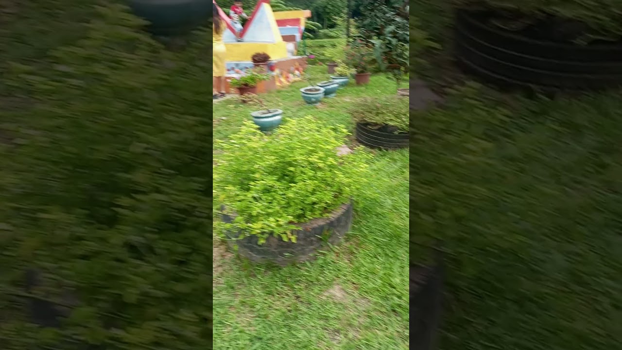 macari