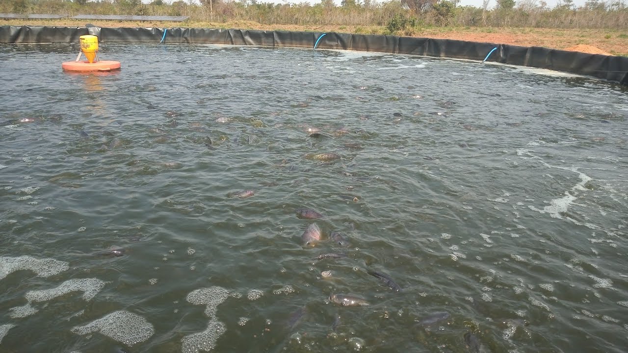 #meu tanque de #peixe está com espuma porque isso acontece adicionamos 4 kg de ração nesse momento