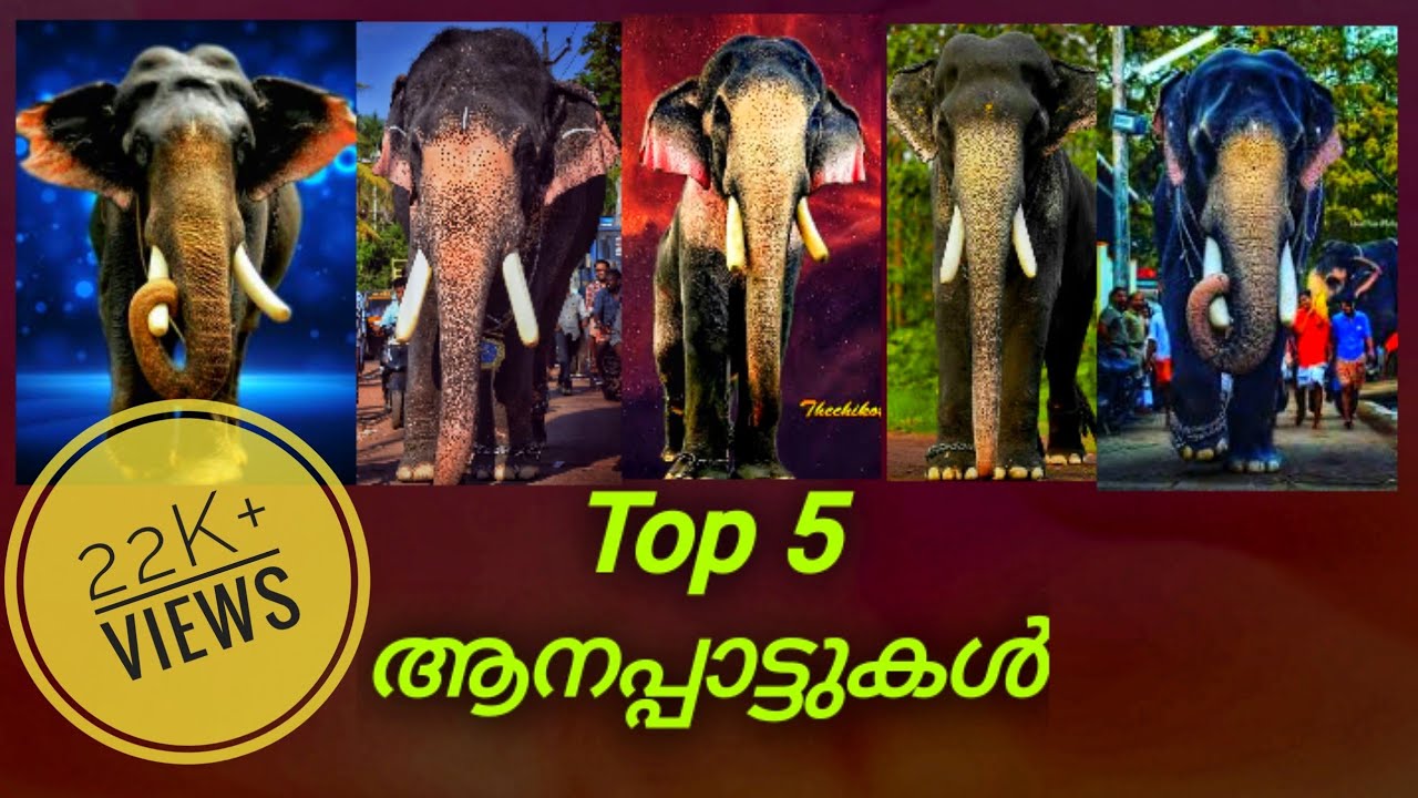 Kerala Elephant songs| കേരളത്തിന്റെ ഗജവീരൻമാരുടെ പാട്ടുകൾ |kerala elephants|