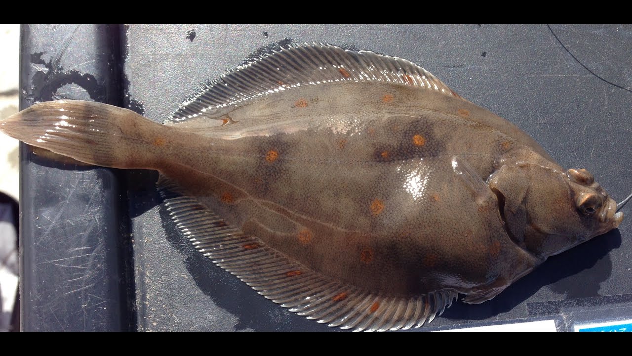 How to identify Plaice (Pleuronectes platessa)