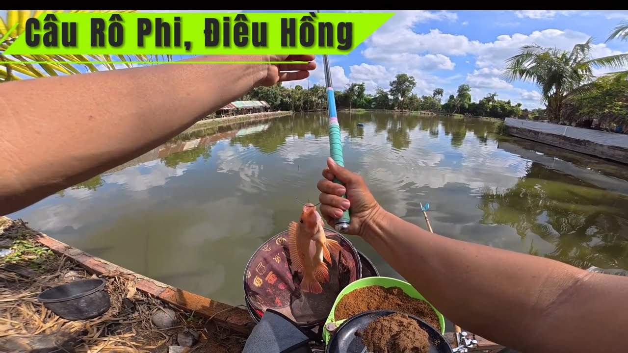 ✅ Câu cá Rô Phi, Điêu Hồng ở Long An | DUY FISHING SAI GON