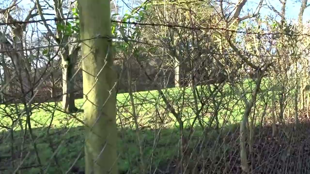 Stebbing Mound.