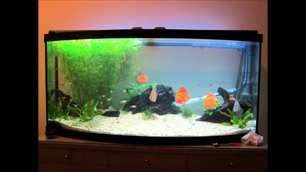 Sarah and Gerrard's Discus Aquarium 1st Year