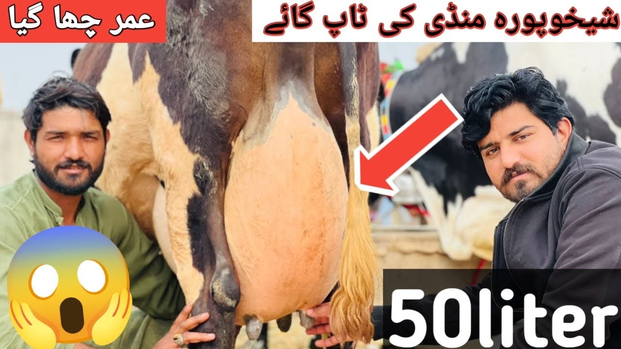عمر بھائی چھا گیا شیخوپورہ منڈی کی ٹاپ گا ئے 
