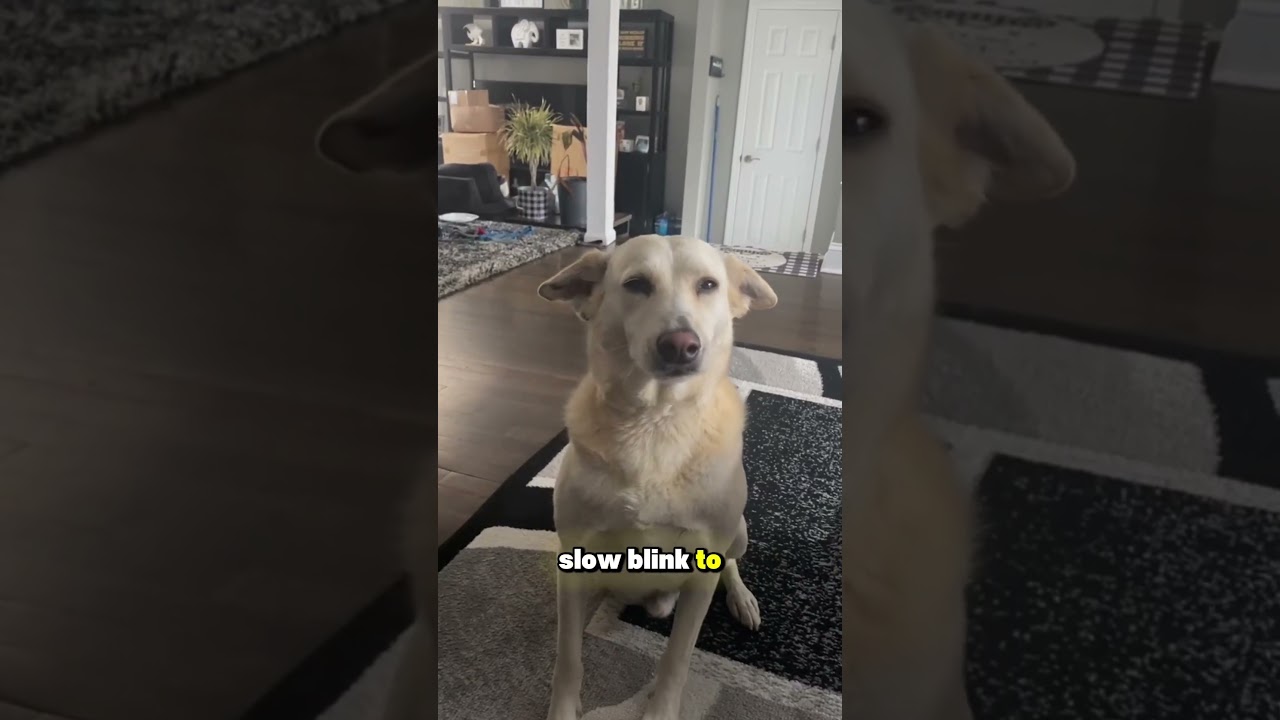 How Dogs Communicate With Eyes 👁️🐶