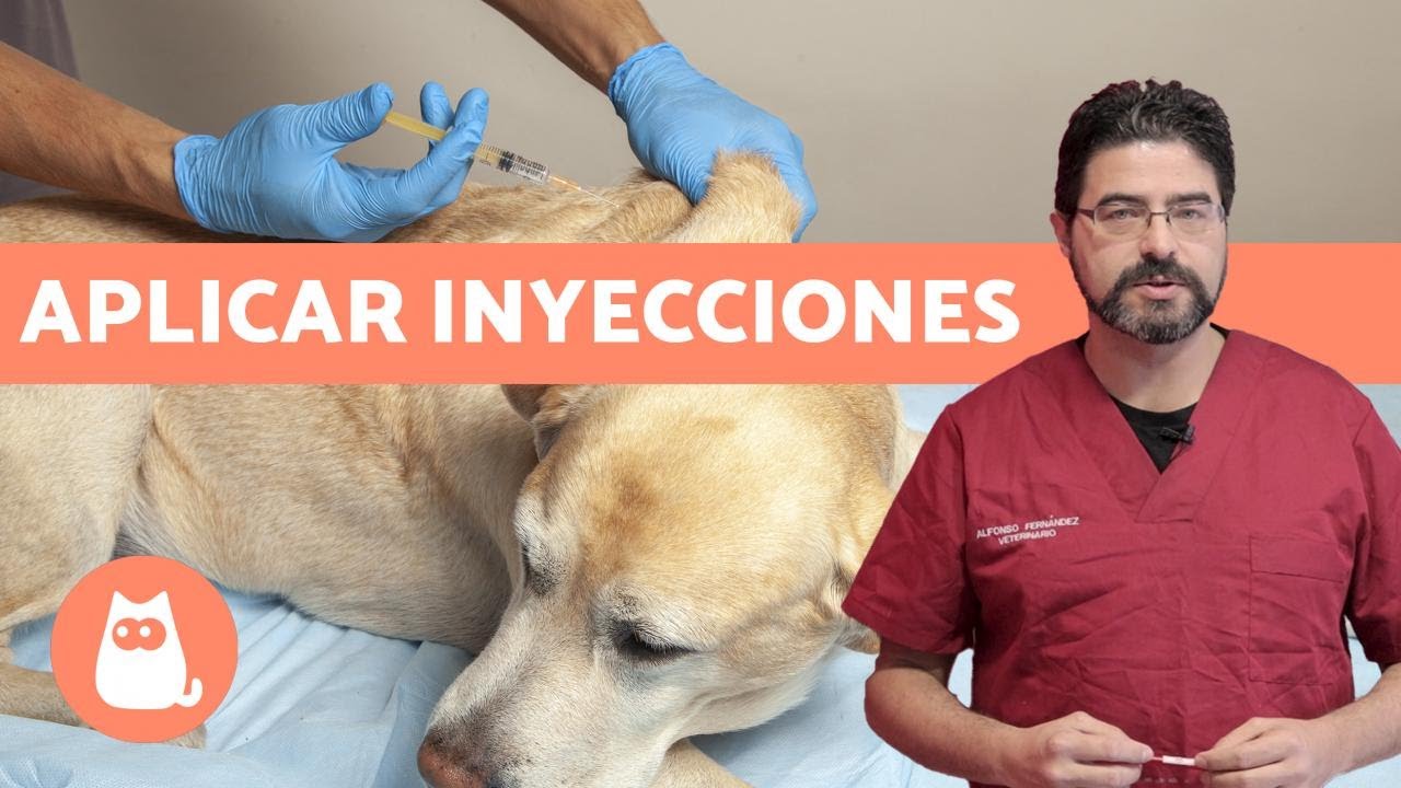 VACUNAR a un PERRO, ¿cómo y cada cuánto? | Consejos veterinarios