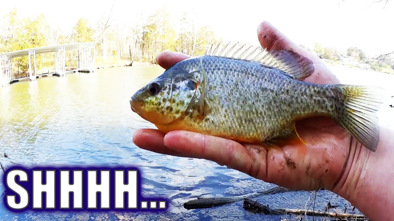 Bank Fishing at a New Fishing Spot! Secret Fishing Hole (Public Park)