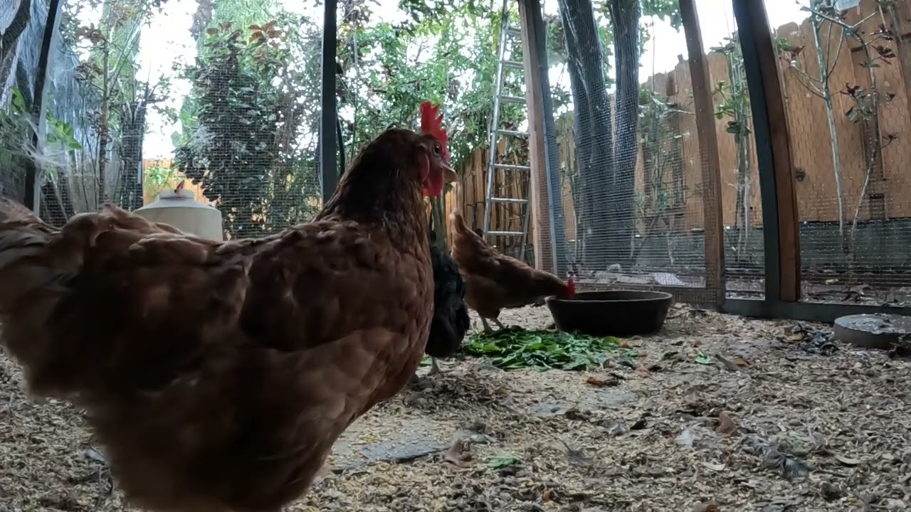 Backyard Chickens During Rain Sounds Noises Hens Clucking Roosters Crowing!