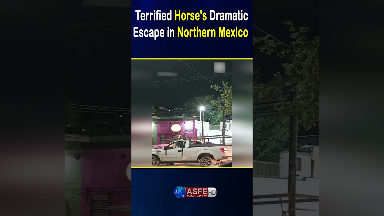 Terrified Horse's Dramatic Escape in Northern Mexico  || ASFE WORLD TV #horse #escape #maxico