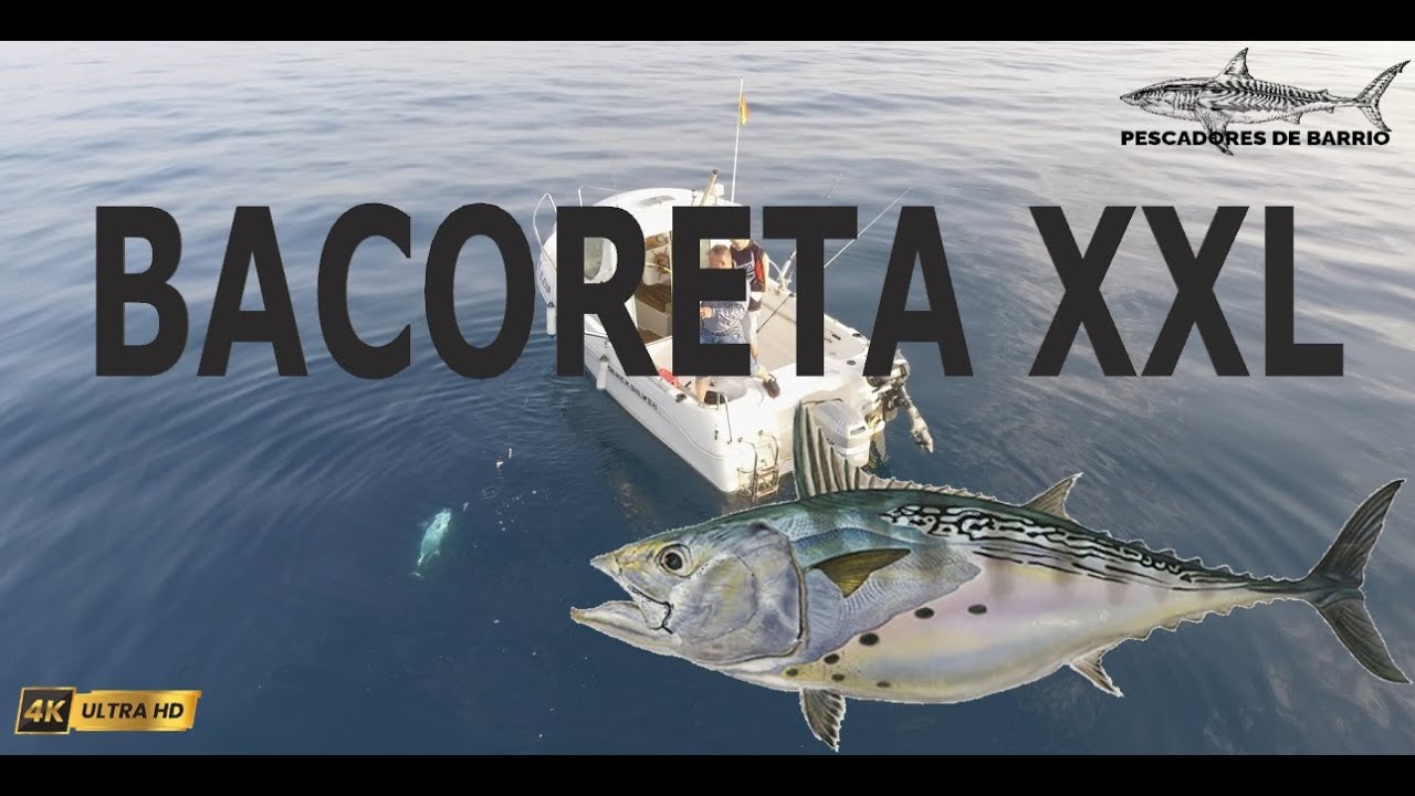 Bacoreta 16Kg curricán. BACORETA XXL🐟👀
