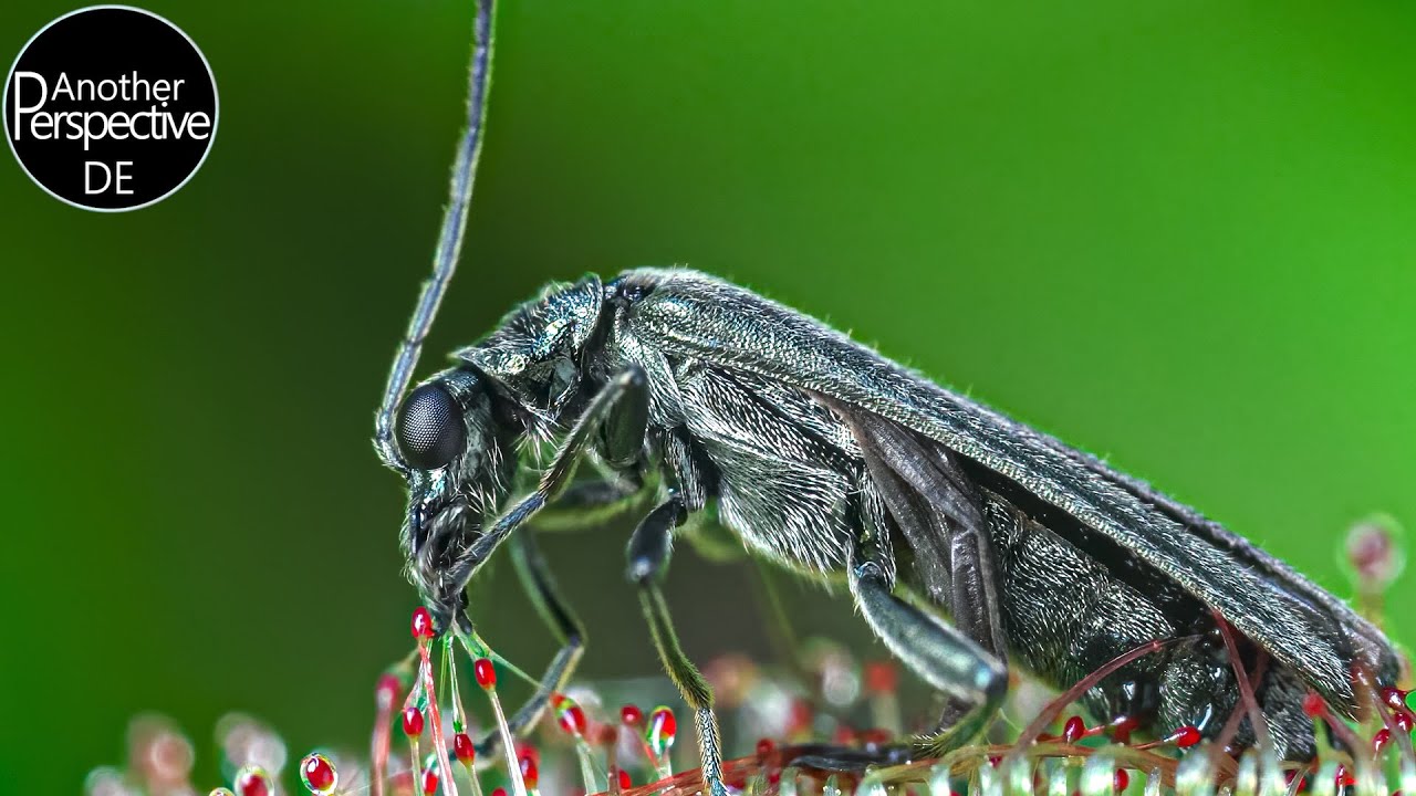 30 Tage TIME LAPSE | Venusfliegenfalle und Sonnentau VS. Insekten