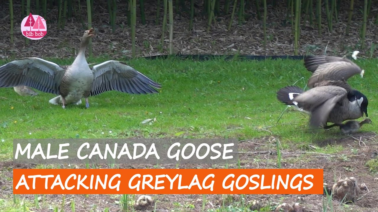 Male Canada Goose Attack Goslings, Mother Goose Protecting Her Babies, Wildlife Drama | BibBobBib