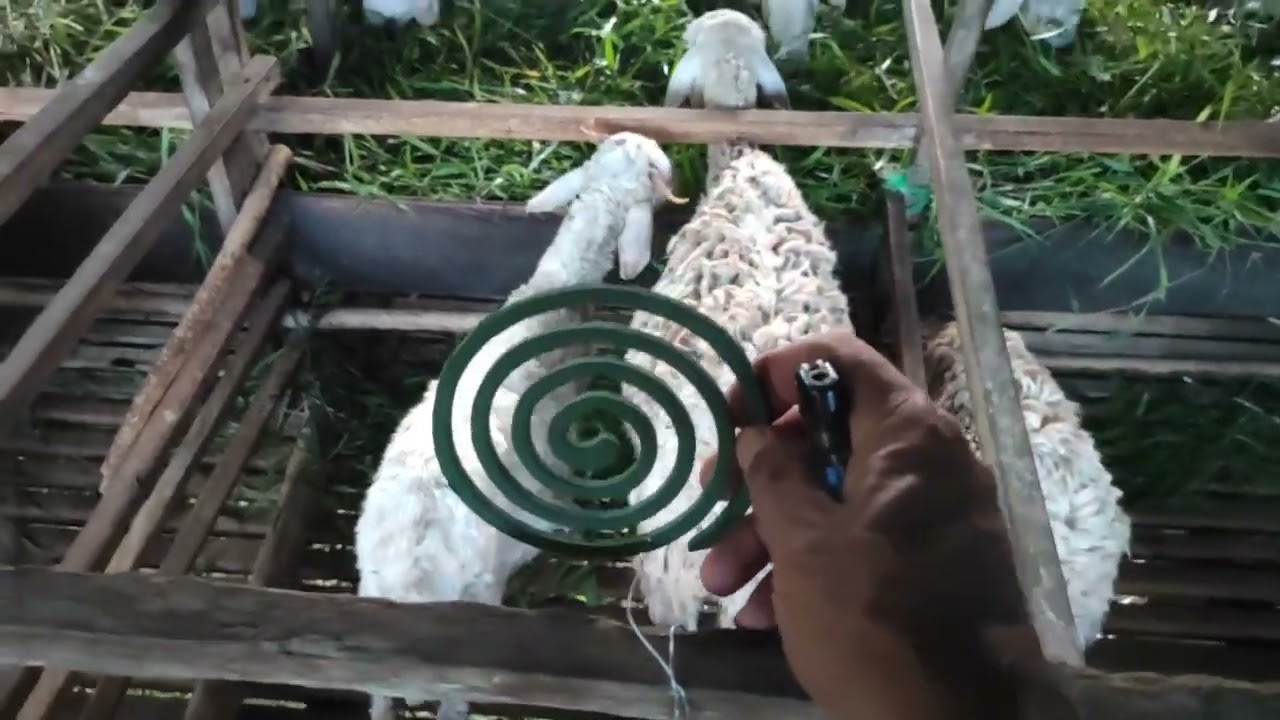 Bakar Anti Nyamuk Agar Domba nya Aman. #samarinda #ternak #domba