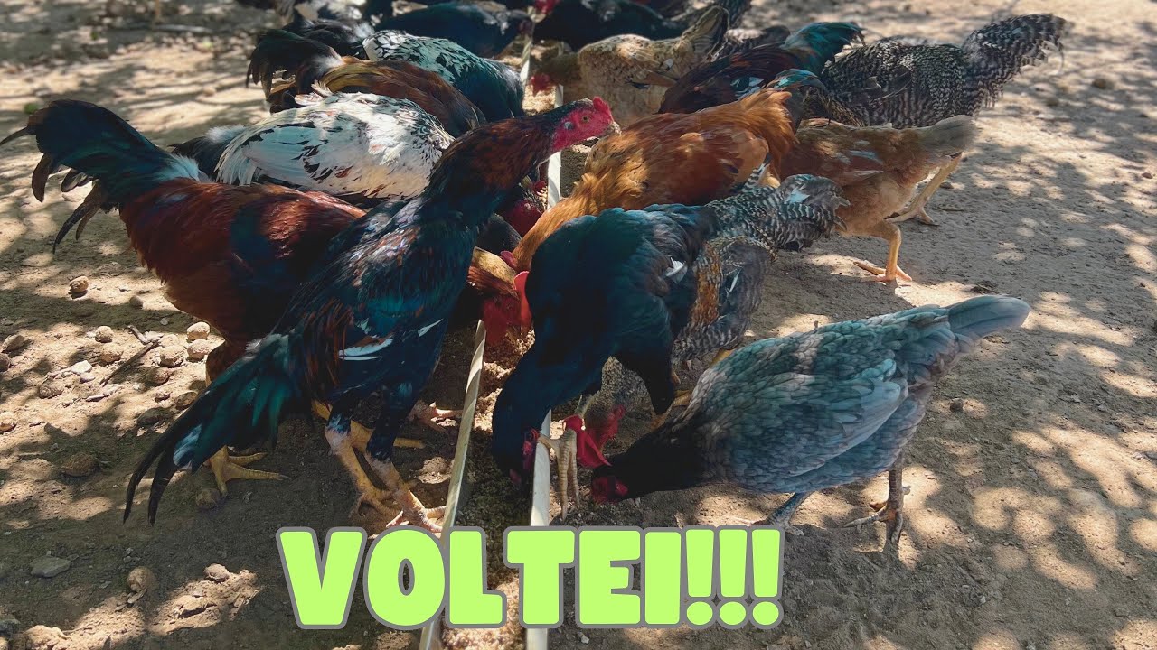 CRIAÇÃO DE GALINHA CAIPIRA-VOLTEI!!