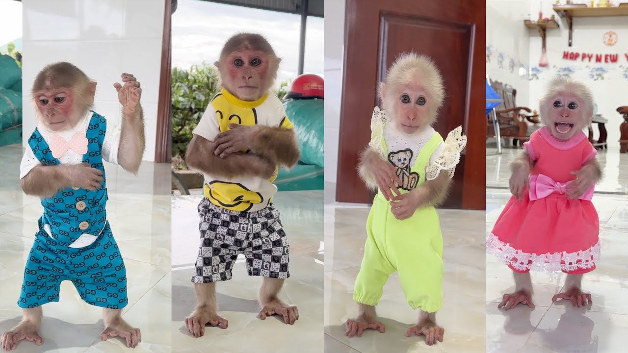 Monkey SinSin & ZiZi suddenly received a special gift from Dad