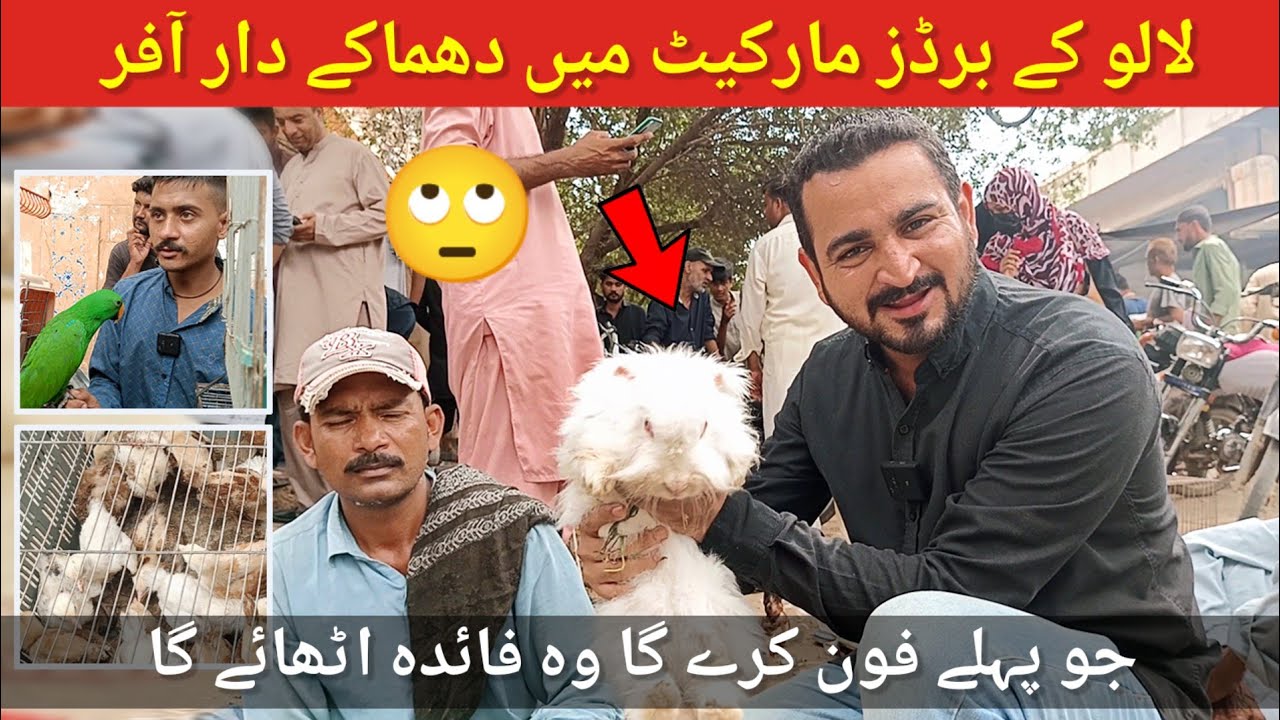 Lalukhet Sunday Birds Market 8 October 2023 latest update|Lalukhet Birds Market 2023 | @Faheemshah