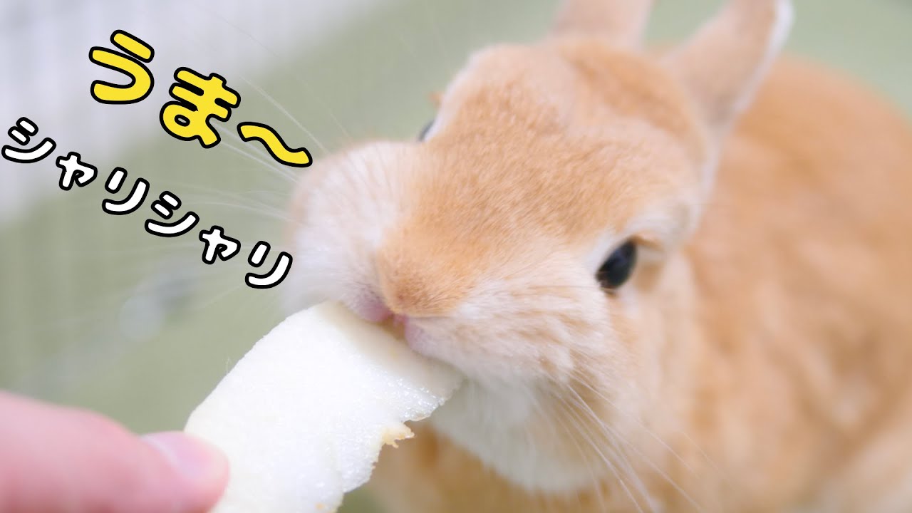 生まれて初めて生リンゴを食べたウサギの反応がこちら^^【No.257】