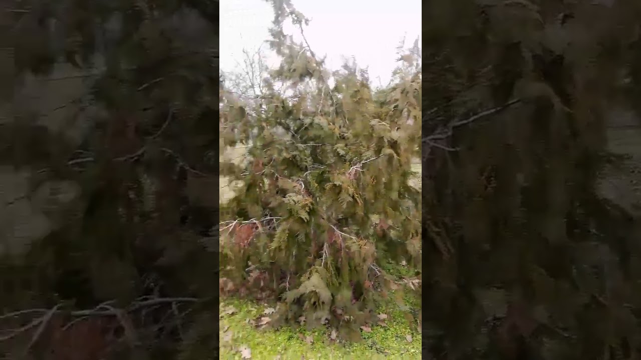 PARCUL ALEXNDRU MARGHILOMAN DIN BUZĂU...
