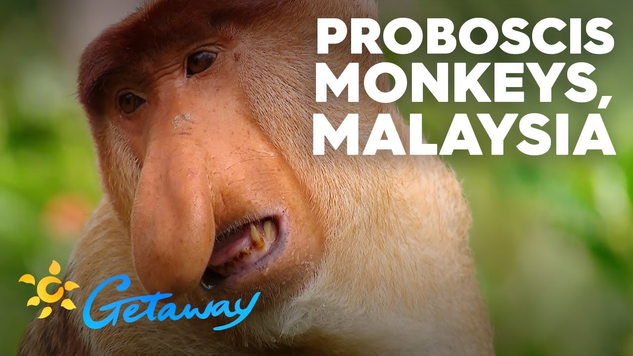Proboscis Monkeys, Malaysia | Getaway 2019