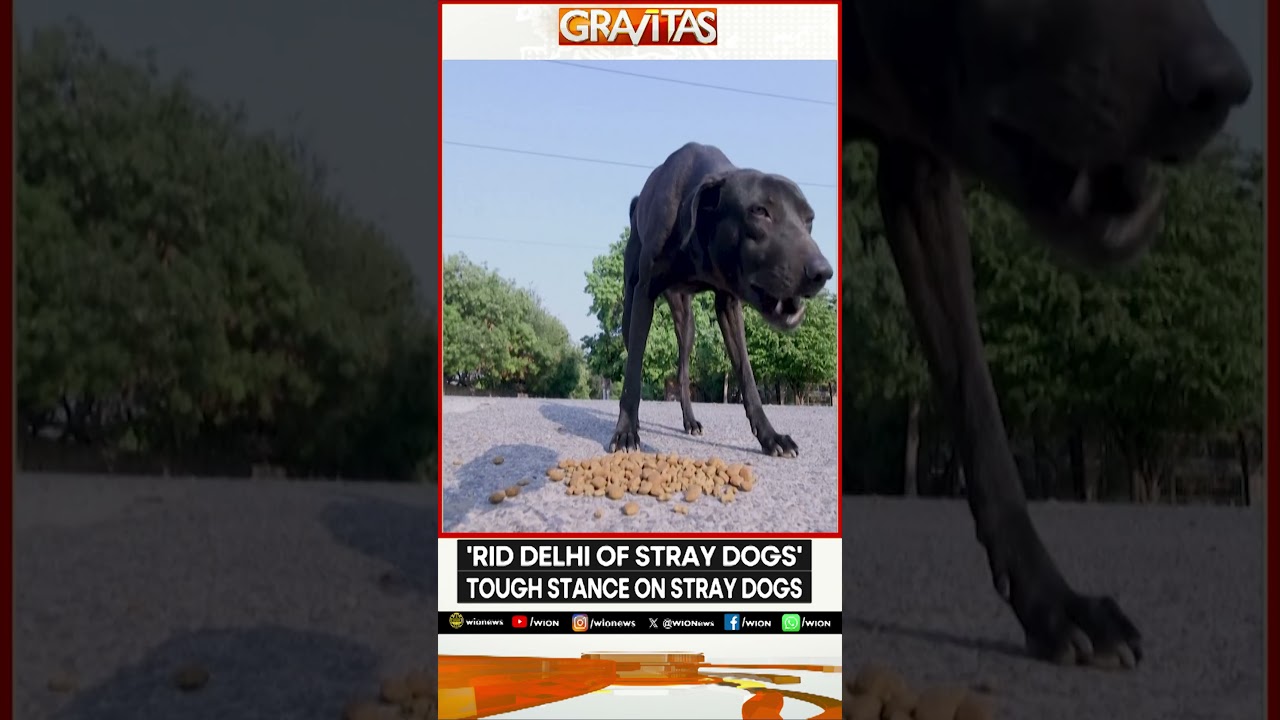 Supreme Court Orders Officials to Move Stray Dogs to Shelters | GRAVITAS