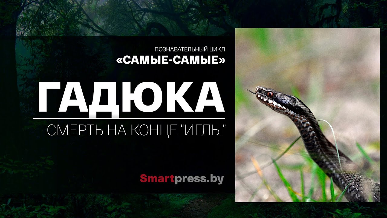 Опасный хищник, который может стать добычей… ежа. Что мы знаем о гадюке?