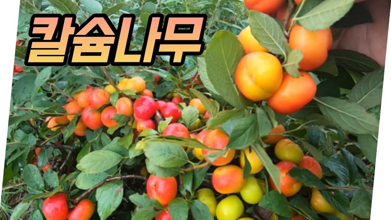 칼슘나무, 2년간 방치해봤습니다.