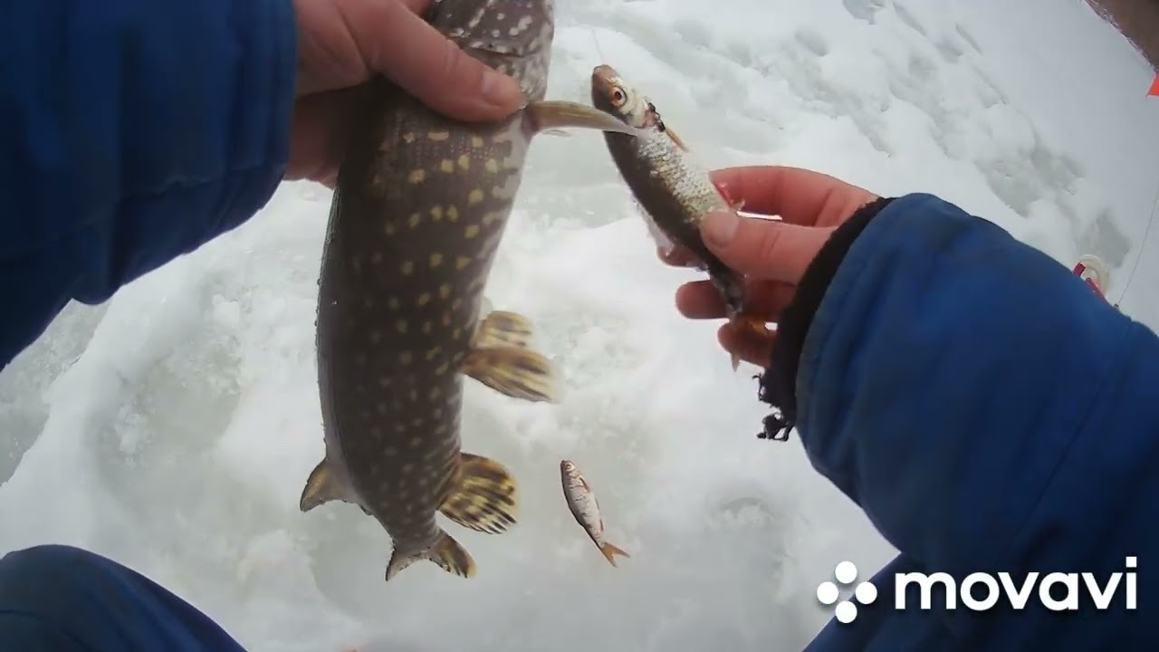 ТРОФЕЙНА щука на жерлицю!