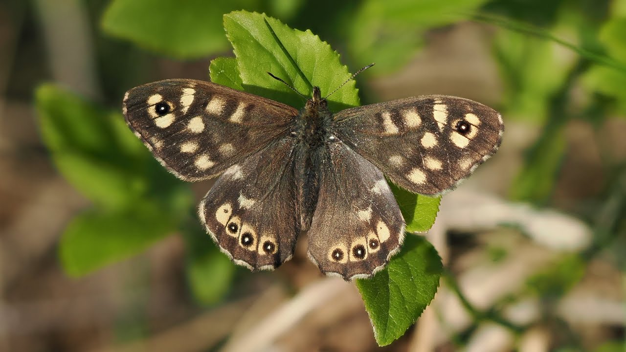 motyl osadnik egeria (Pararge aegeria; Speckled wood butterfly)