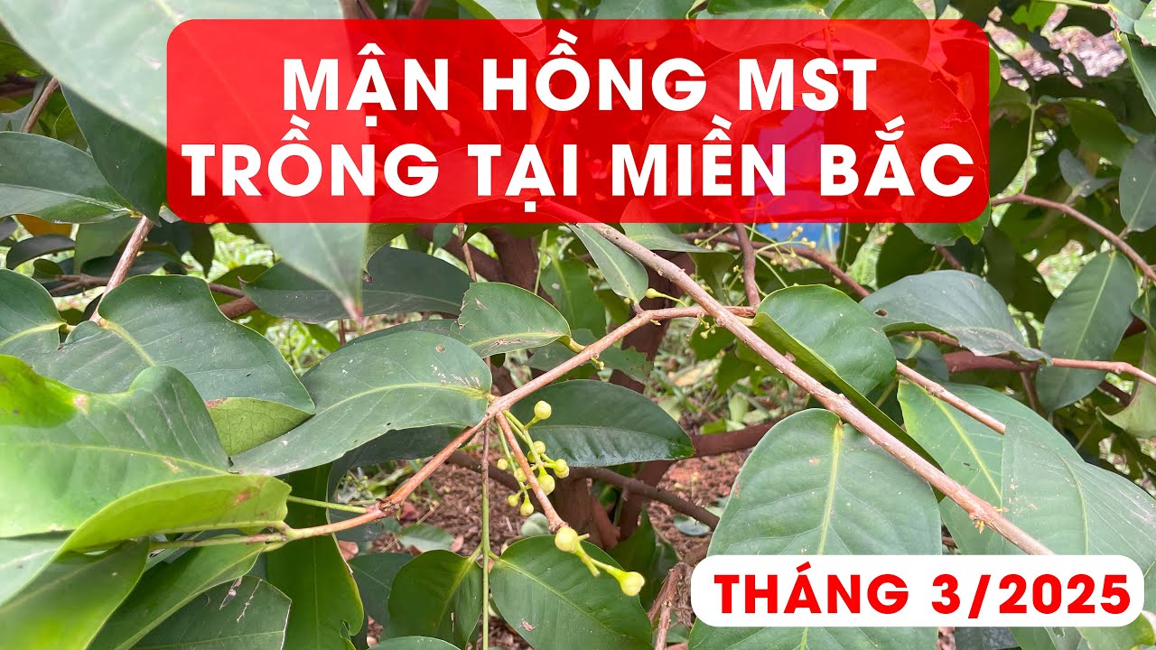 MẬN HỒNG MST TRỒNG TẠI MIỀN BẮC ĐÃ RA HOA  -GHÉP MẬN HỒNG MTS SAU 1 NĂM ĐÃ RA HOA !