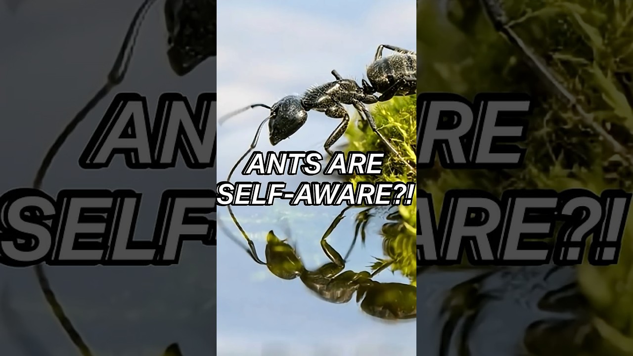 Self-Aware Ants