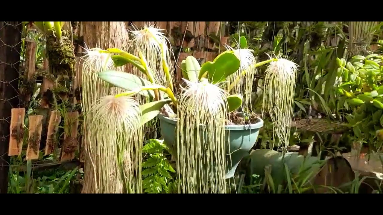 bulbophyllum medusae