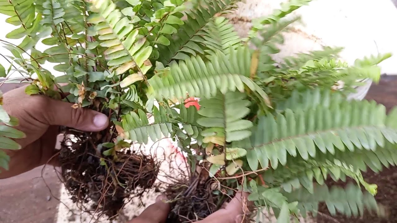 النبات الجرثومى الخنشاراو الفوجير ( المنشار) كيفية إكثاره و العناية به، سرخس بوسطن boston fern