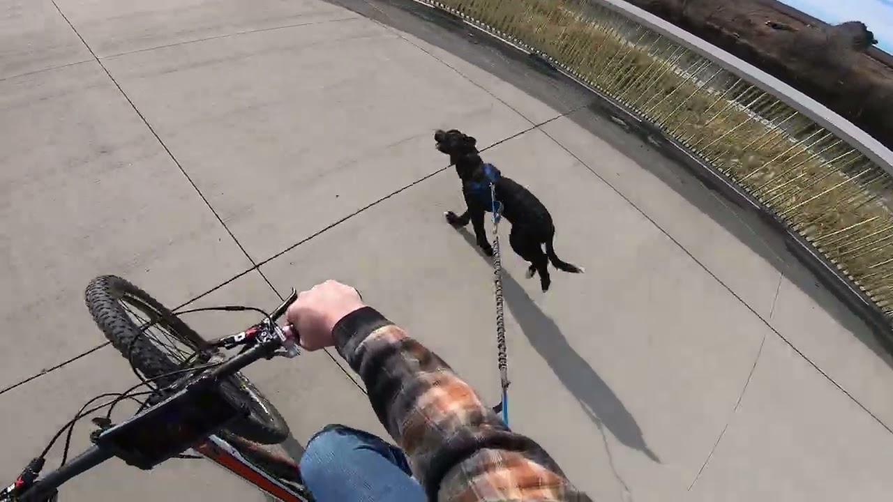 Bike Ride with Bernedoodle in Denver RiNo District - 1/28/2026