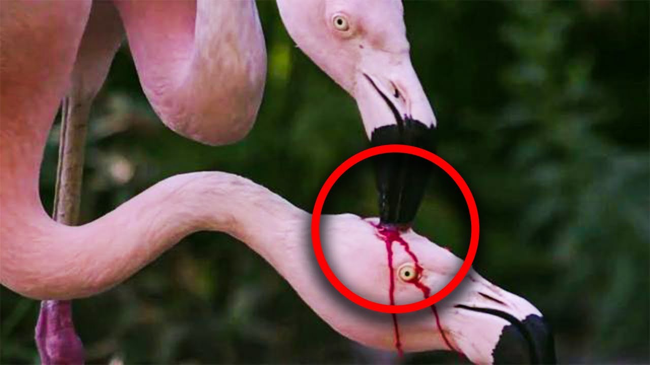What Do Flamingos And Humans Have In Common